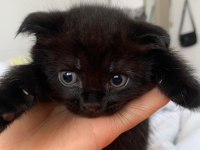 Her cins kedi bulunur