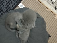 British shorthair yavrularımız yeni sahiplerini bekliyor