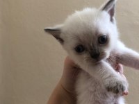 YAVRU BRİTİSH LONGHAİR BLUE EYES