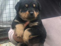 Koca kafa macar rottweiler