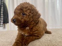 MİNİ BOY RED TOY POODLE KIZIMIZ
