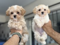 Wc eğitimli kore maltipoo yavrularımız