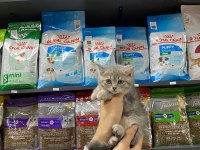Dişi ve Erkek Silver Tabby Bebek British Shorthair