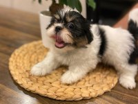 2.5 aylık shih tzu tuvalet eğitimi var erkek