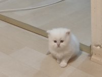 Üretim kedisi değil özel bakım ve mükemmel güzellikte