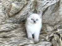 Top Kafa British Shorthair Prenses