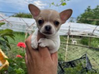 Erkek chihuahua yavrumuz teslime hazır