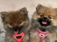 Ukrayna Menşeili Anne Babadan Pomeranian