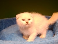 Scottish Fold Bebeğimiz