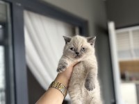 Irk Ve Sağlık Garantili Brıtısh Shorthair Yavrularım