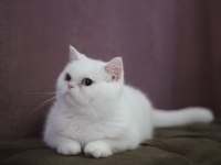 Hamile british shorthair kızımız uygun