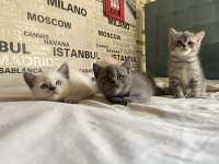 Kusursuz Karakterli Ayı Surat Kalite British Shorthair