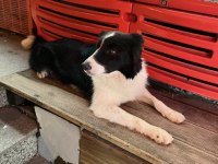 Eğitimli Border Collie – SKS 1.si İstanbul