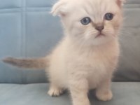 Scottish Fold Blue Point Yavru