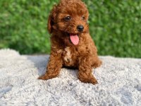 Toy poodle bebekler