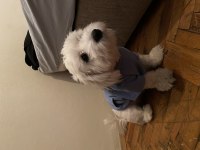Terrier oğlumuzu sahiplendiriyoruz