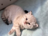 Son british shorthair kedimiz