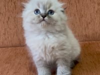 Scottish fold longhair lynx point kızım
