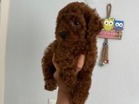 Toy poodle yavrularim orijinal ev üretimi