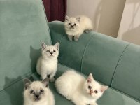 Mükemmel güzellikteki british shorthair yavrular