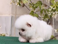 Pomeranian bobby