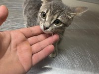 KOCAELİ ÜÇ PATİLİ FABRİKA KEDİCİĞİNE YUVA ARIYORUZ