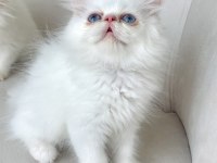 Mavi göz exotic longhair
