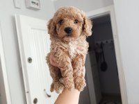 Maltipoo yavru köpekler