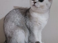 Scottish straight shorthair ns11 dişi