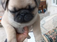 Pug sevenler