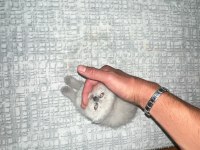 Blue point yavru british shorthair