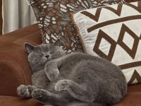 Ücretsiz British Shorthair Kedisi