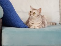 EVİMİZİN BIÇIRIK FINDIĞI BRİTİSH SHORTHAİR