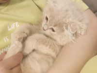 British Longhair ve Scottish fold kırması