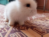 Hollanda lop tavşanlar