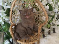 2 Aylık Erkek Çikolata British Shorthair Yavrumuz