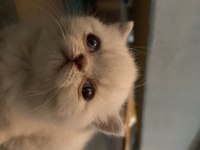 British 1 aylık kedi