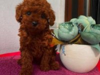 Elit Patiler Farkıyla Toy Poodle Yavrular