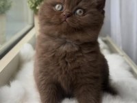 Chocolate british shorthair