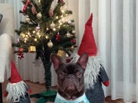 MİCRO FRENCH BULLDOG