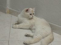 Takip şartıyla ücretsiz sahiplendireceğim british shorthair