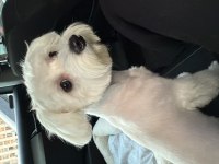 Maltese terrier 7 aylık