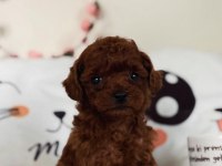 TEACUP POODLE YAVRUMUZ