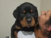 A Şecere Türkiye Grand Şampiyonu Rottweiler Yavruları