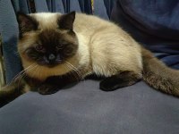 DİŞİ SİYAM KEDİSİ