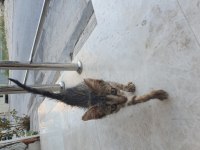 Tamamen ücretsiz acil sahiplendirme