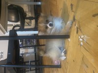 2 adet pomeranian spitz yavrularımız