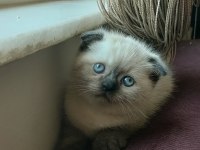 Scottish fold erkek blue point