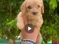 45 50 günlük 3 erkek 1 dişi maltipoo yavrularımız