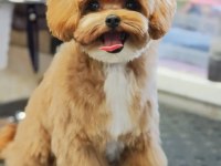 Maltipoo puppy